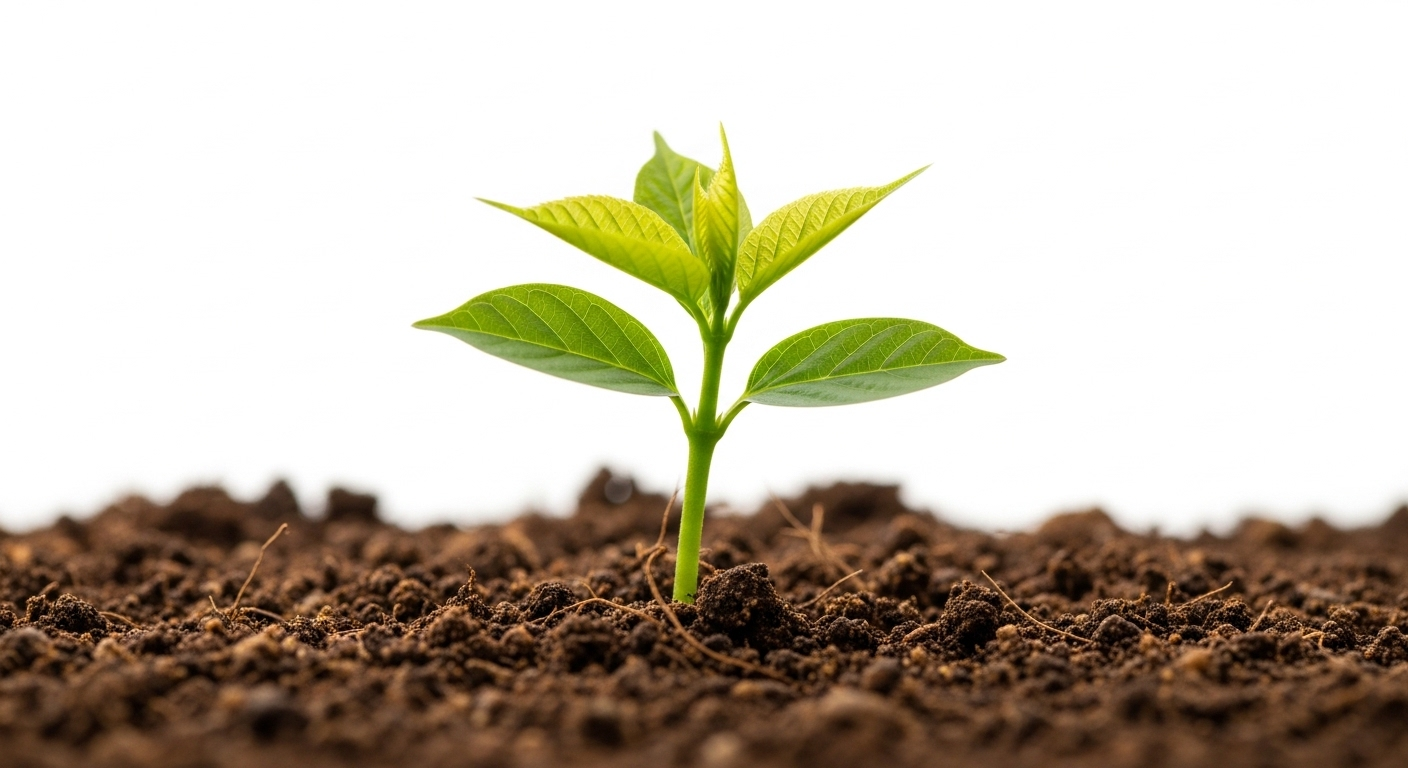 Cận cảnh cây mầm xanh tươi với lá non, nổi bật trên nền trắng mờ, rất phù hợp để tách nền bằng Canva.